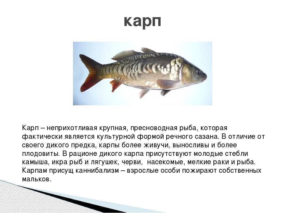 Рыбы описание для детей. Доклад про рыб. Доклад про карпа. Сообщение о пресноводных рыбах. Описание рыб для детей.