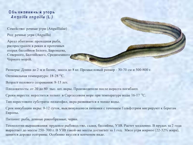 Макрогнатус (рыбка,похожая на угря)