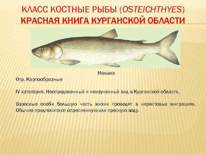 Рыба нельма описание. Нельма рыбы Северного Ледовитого океана. Нельма рыба красная книга. Семейство лососевых рыб Нельма.