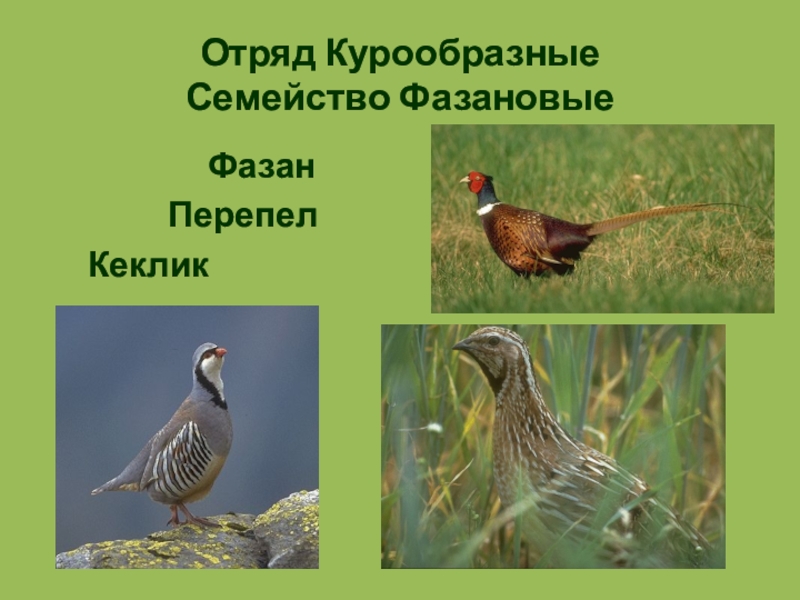Обыкновенный перепел: чем кормить и как содержать