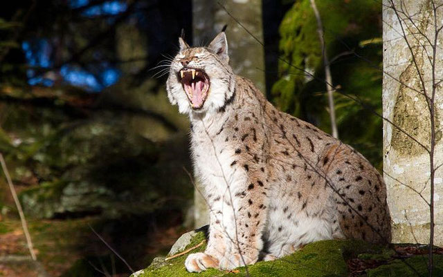 Курганская рысь. Lynx Lynx Linnaeus. Европейская Рысь. Рысь Кавказская красная. Туркистон силовсини – Туркестанская Рысь – Lynx Lynx Linnaeus, 1758.