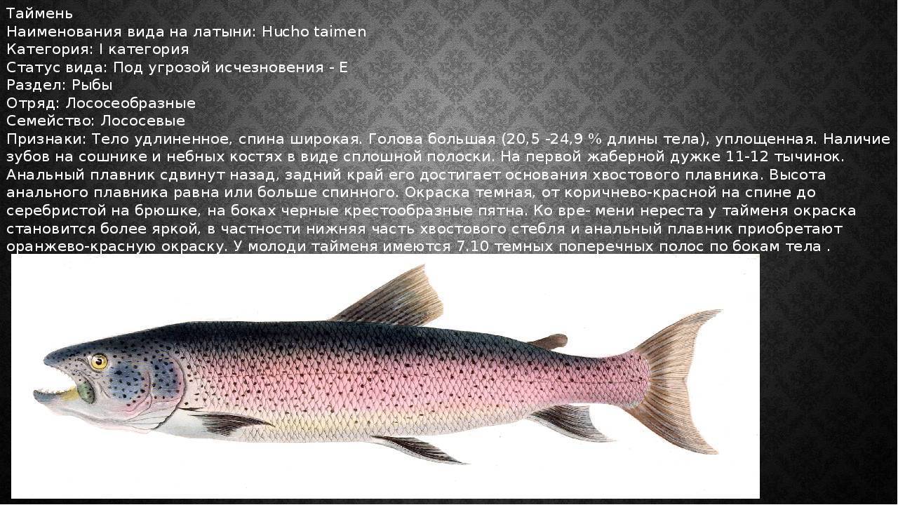 🚩 рыба таймень: виды, описание и особенности обитания