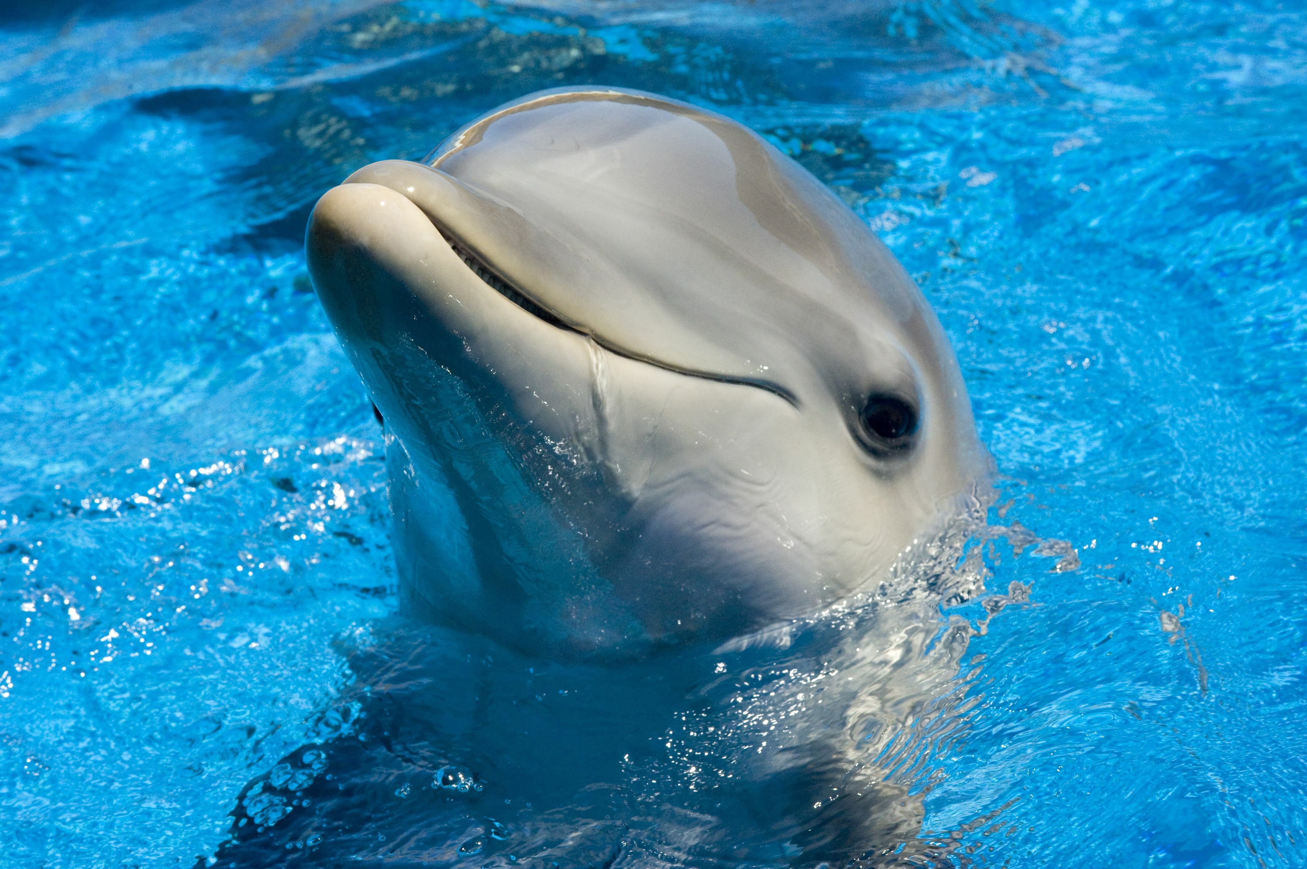 Как страдают дельфины в дельфинариях, что им угрожает в дельфинариях россии и как государство, бизнес и обычные люди могут помочь дельфинам — нож