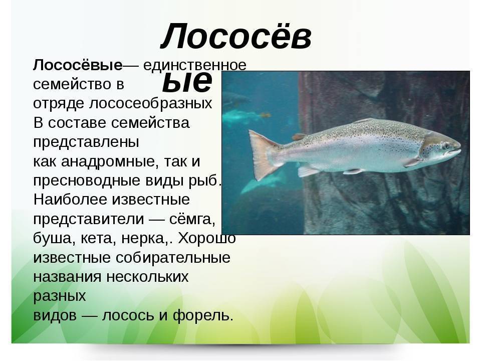 Красная рыба: что это за вид, список названий, их особенности