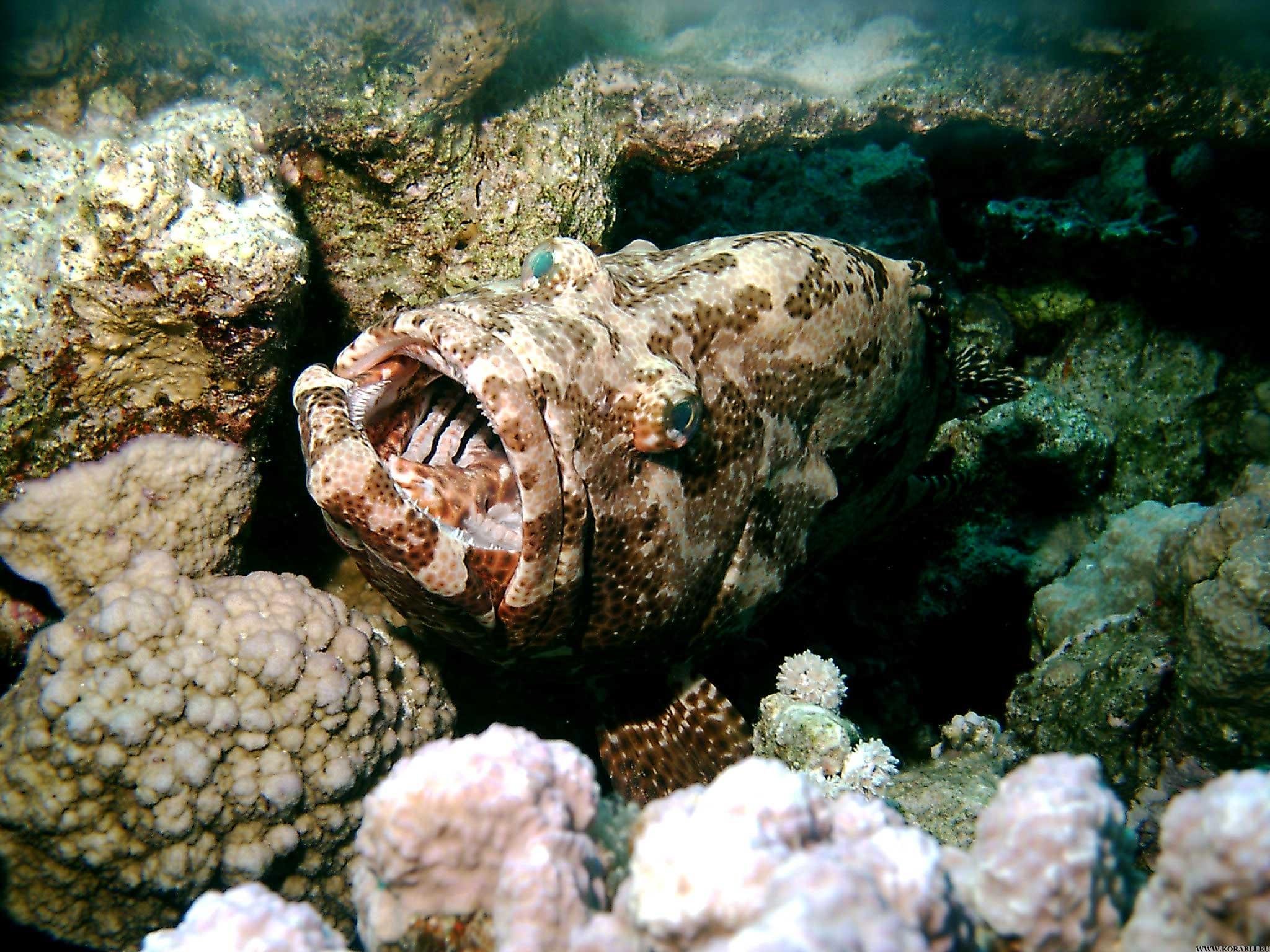 Опасные рыбы красного моря: ядовитые обитатели глубин