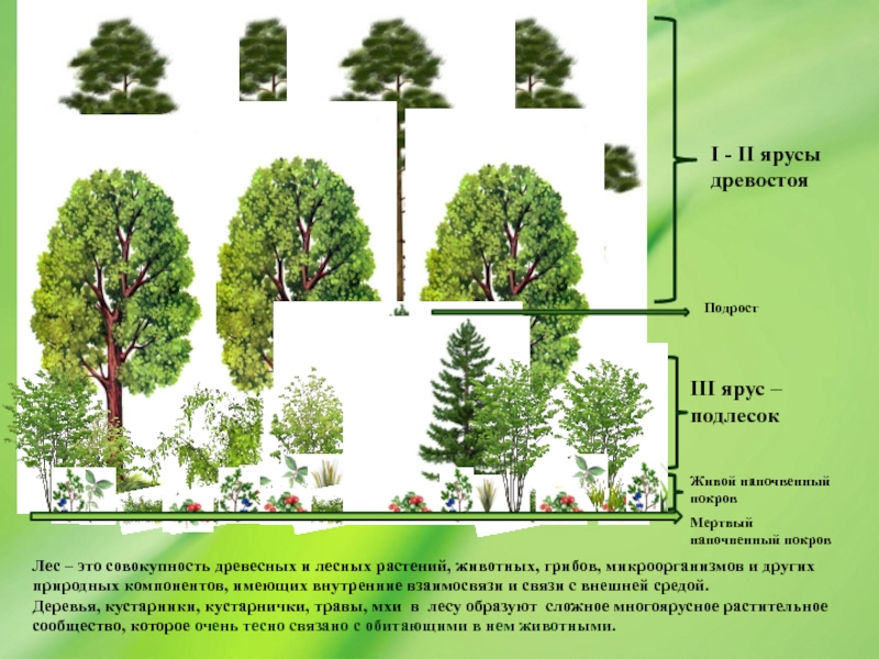 Схема ярусов елового леса
