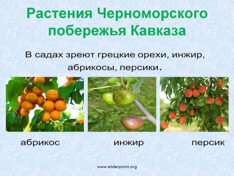 Природные зоны северного кавказа - особенности климата, флоры и фауны