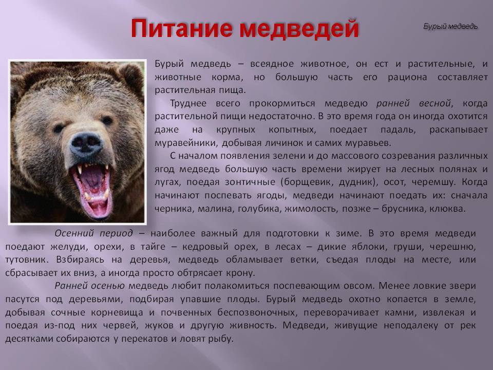 Сочинение о медведе 5 класс. Рассказ про бурого медведя. Доклад о медведях. Доклад на тему медведь. Бурый медведь доклад.