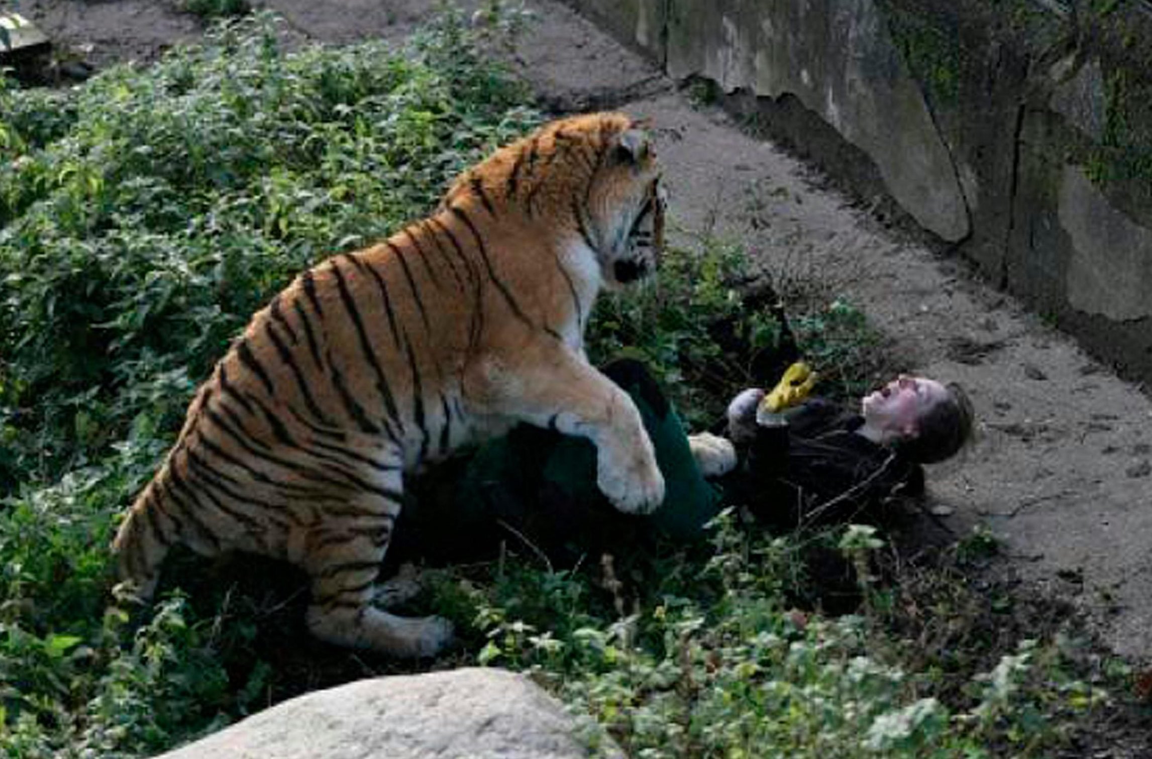 Опасное нападение. Аттак тигр. Нападение животных в зоопарке. Нападение животных на людей в зоопарке.