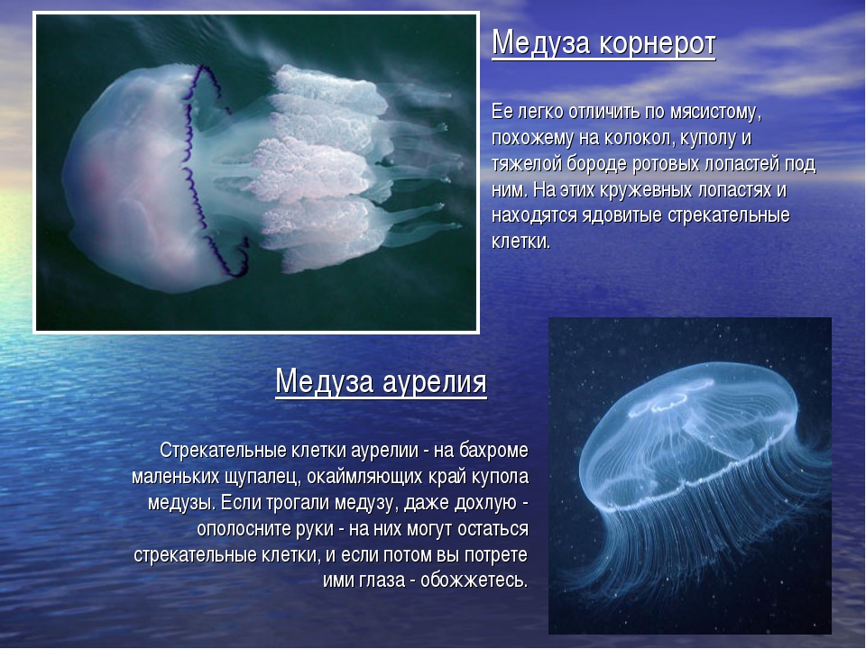Опасные животные черного моря (7 фото)