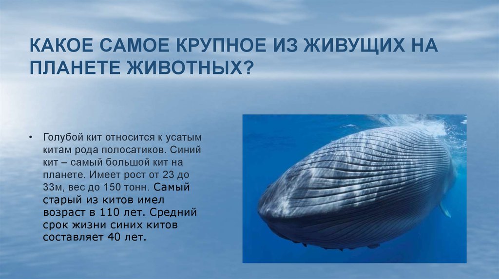 Где живет кит русский язык 1 класс. Синий кит. Синий кит самое большое животное. Продолжительность жизни кита. Самое большое животное на земле голубой кит.