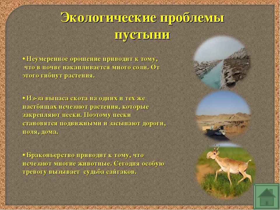 Какие действия человека приводят к опустыниванию. Экологические проблемы пустыни. Экологические проблемы пустынь и полупустынь. Экологические проблемы пустыни 4. Экологические проблемы пустыни России.