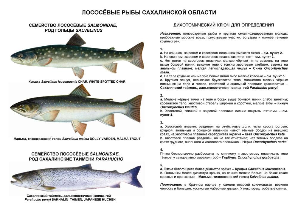 Семга - 91 фото вкусного и полезного атлантического лосося