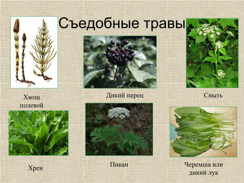 Съедобные растения названия
