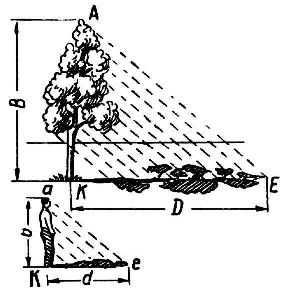 Тень земли высота. Способы измерения высоты дерева. Измерение высоты дерева по тени. Измерение высоты дерева с помощью тени. Способы измерения высоты дерева по тени.