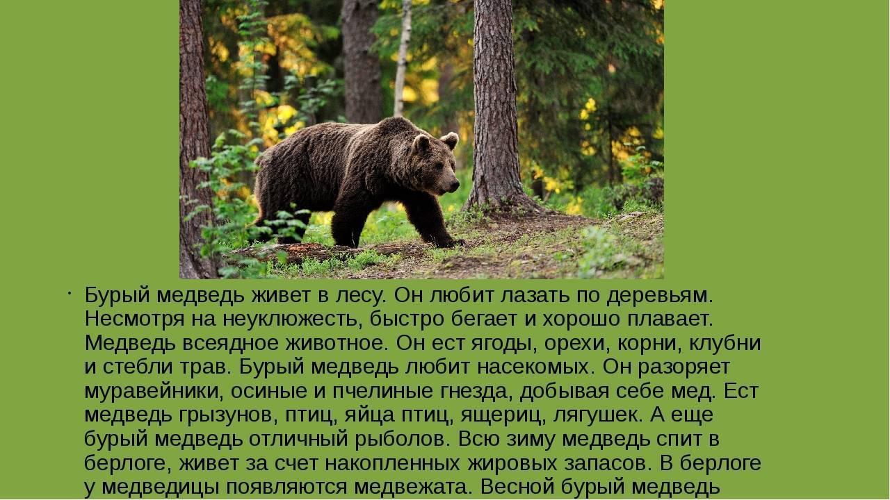 Рассказ про медведя 1 класс. Описание медведя. Рассказ о медведе. Бурый медведь описание. Текст про бурого медведя.