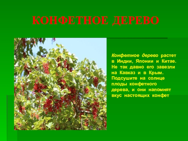 Сахар в разных странах: где его любят больше жизни?