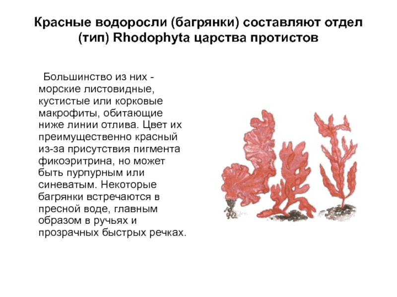 Красные водоросли проект по биологии 6 класс