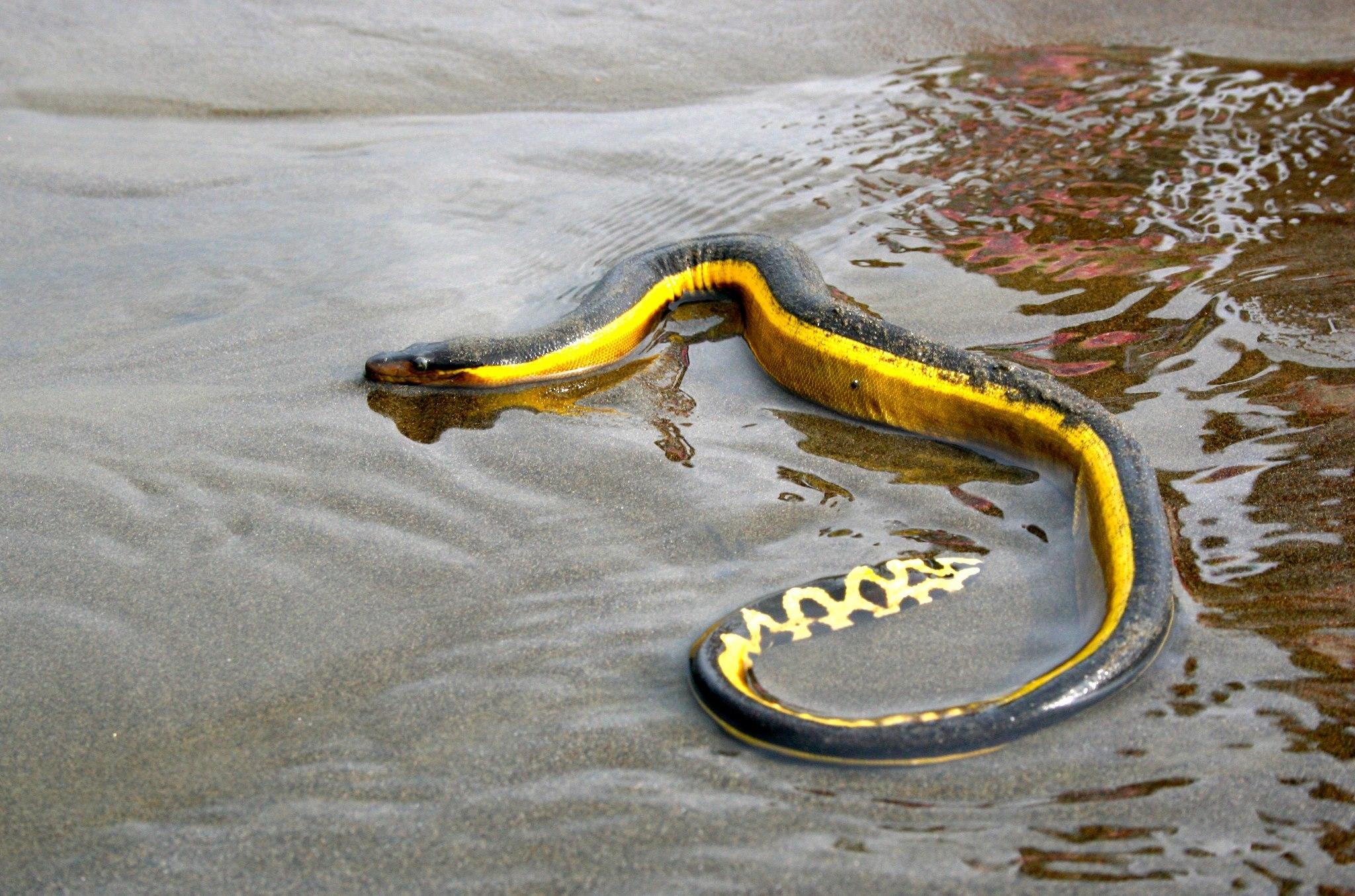 Много змей в воде. Степной удав желтобрюх. Желтобрюхая морская змея. Морская змея пеламида. Желтобрюхая пеламида.