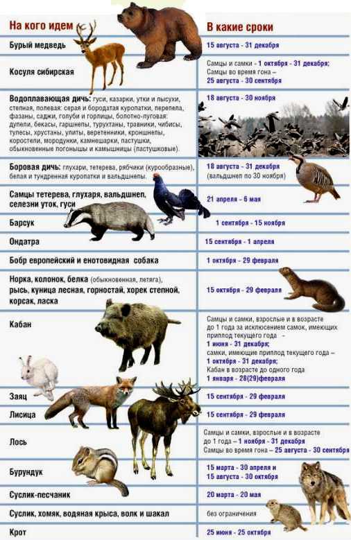 Через сколько приходит в охоту. Календарь охота. Сроки охоты в России. На каких животных разрешена охота.