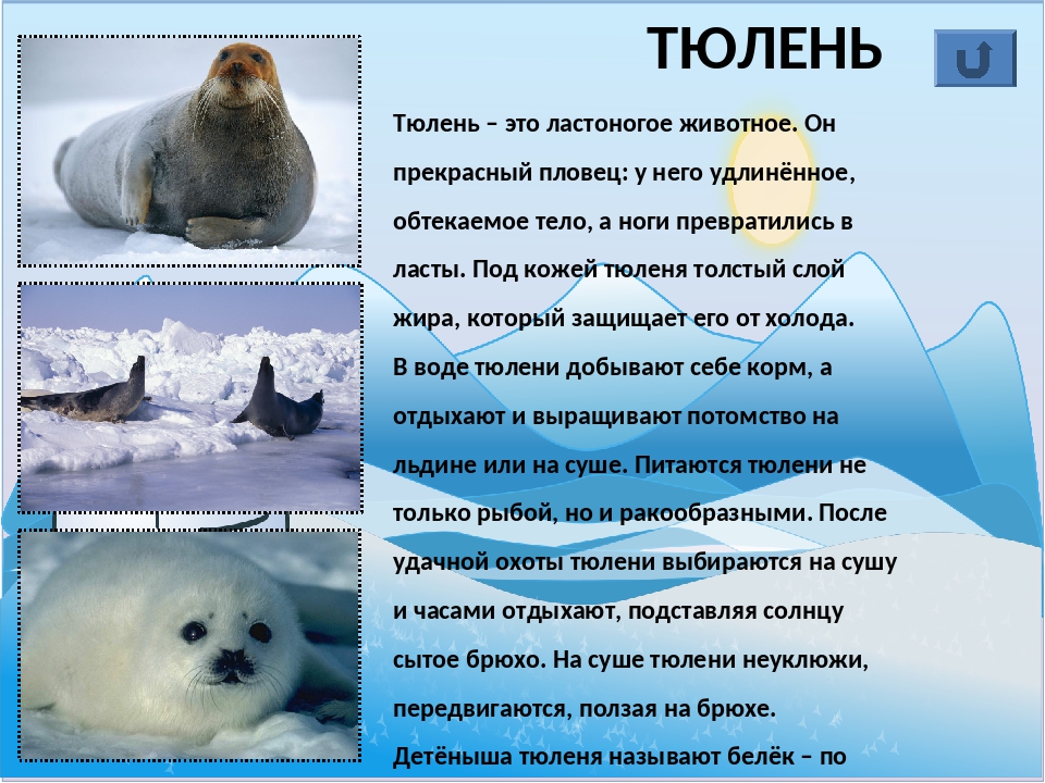 ᐉ тюлени в арктике описание - zoomanji.ru