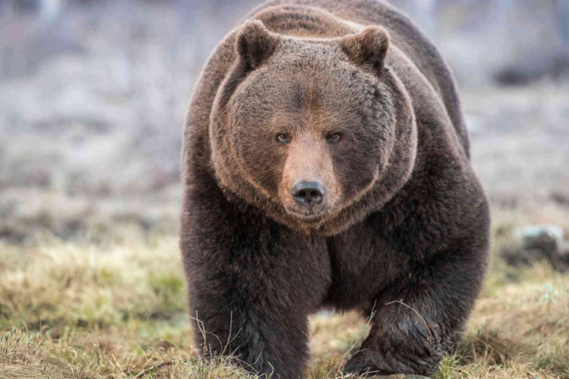 До весны не будить: в московском зоопарке уснули медведи