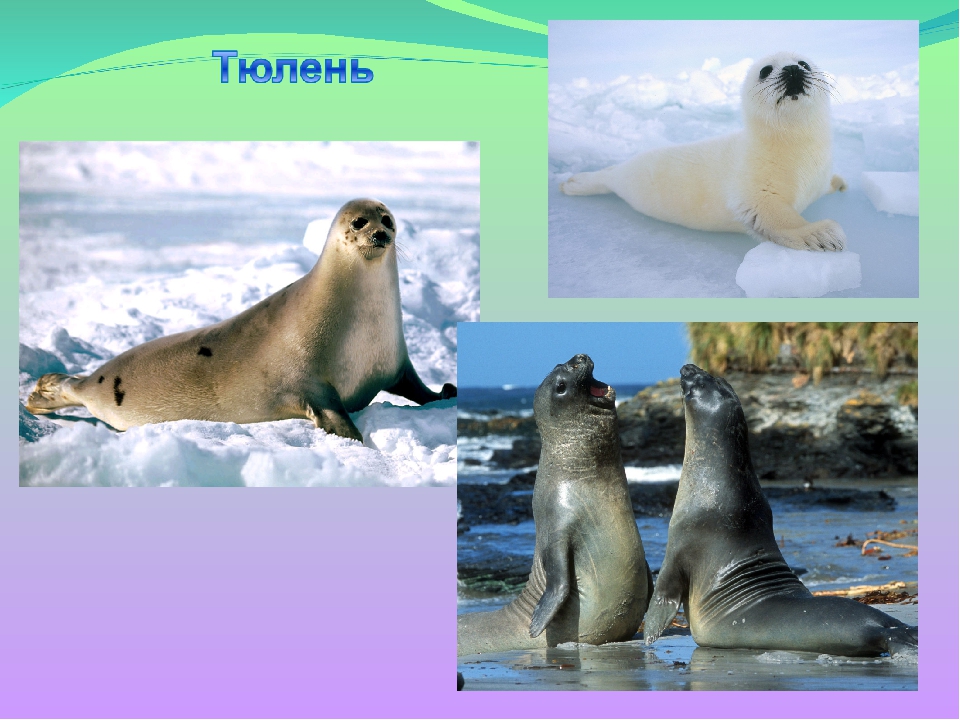 Животное арктики тюлень | выживание в дикой природе