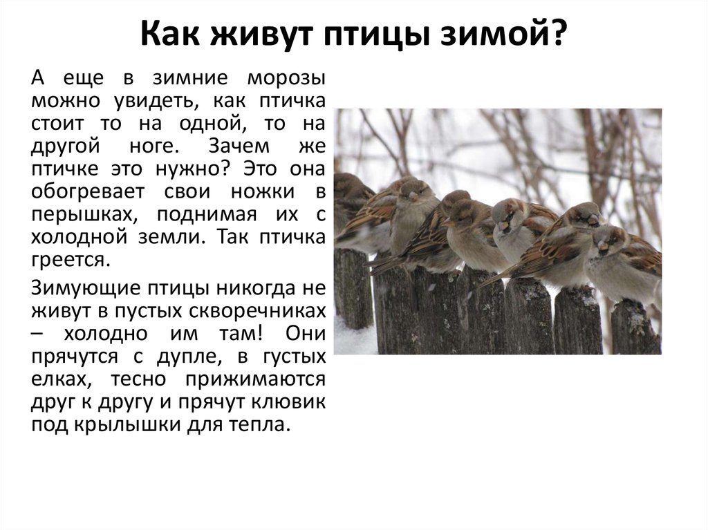 Сколько живет зима. Как зимуют птицы. Интересные факты о птицах зимой. Птицы зимой презентация. Как проводят зиму птицы.