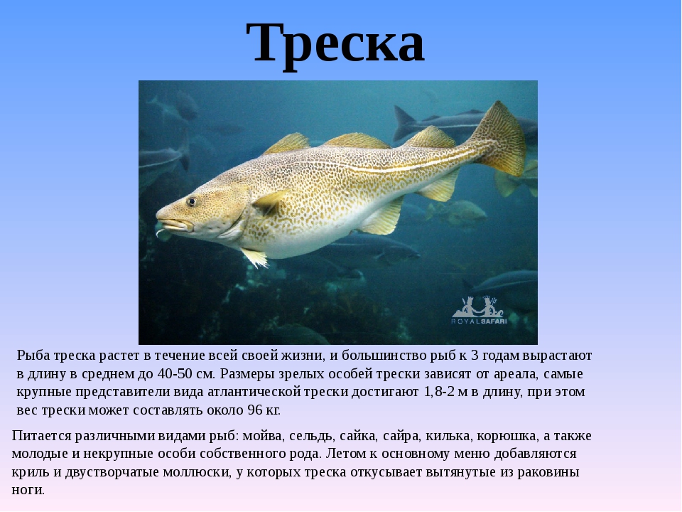 Редкие виды рыб которые занесены в красную книгу россии