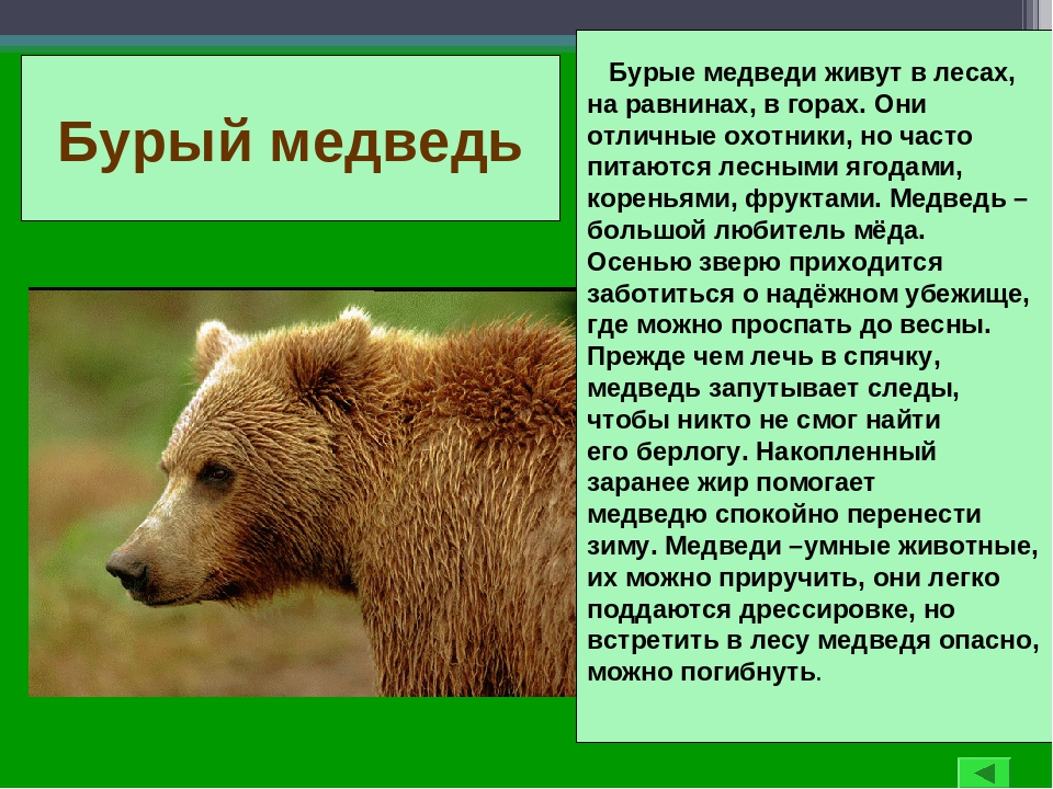 В каких природных зонах живет бурый медведь. Бурый медведь красная книга России. Бурый медведь описание. Бурый медведь красная книга. Бурый медведь из красной книги.