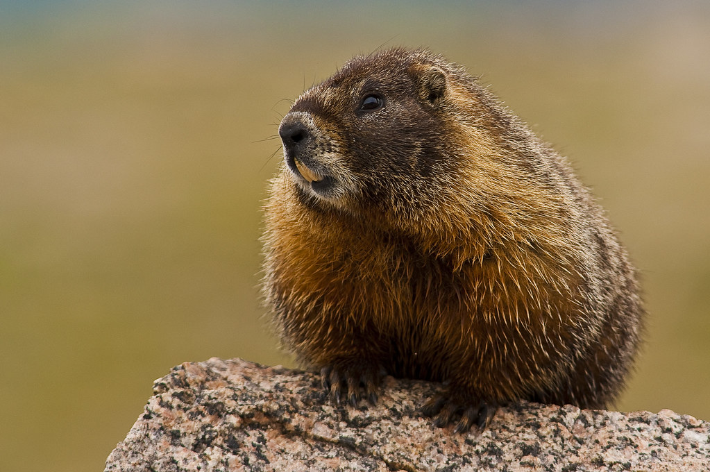 Фотография сурка. Желтобрюхий сурок. Сурок Степной, Байбак (Marmota Bobak). Сурок Мензбира. Мармот сурок.