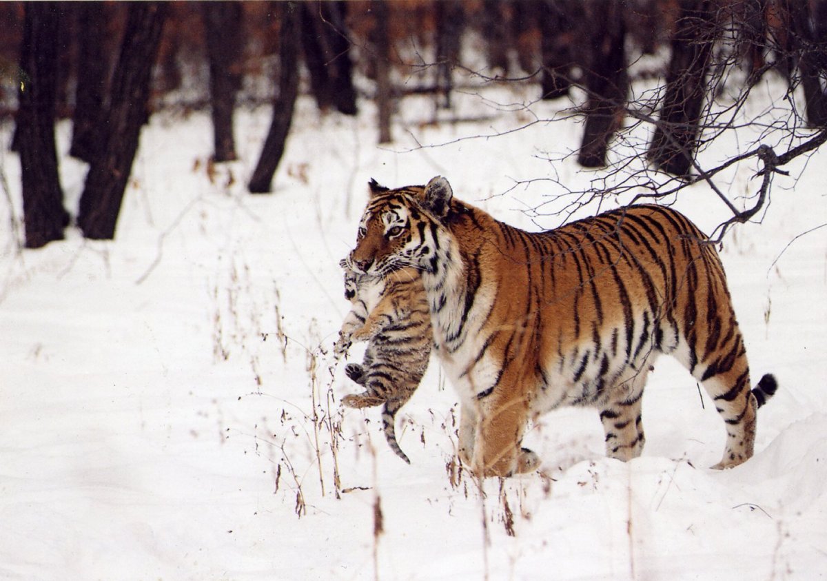 Амурский (Уссурийский) тигр