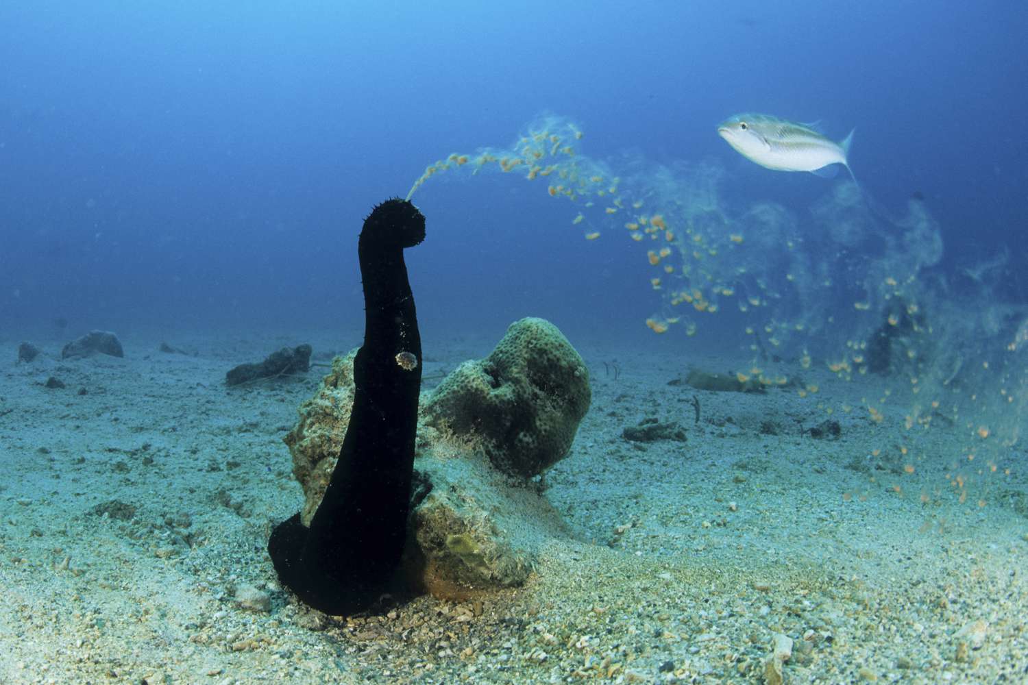 Морской огурец - что это такое, к какой группе животных относится? - animallist.ru
