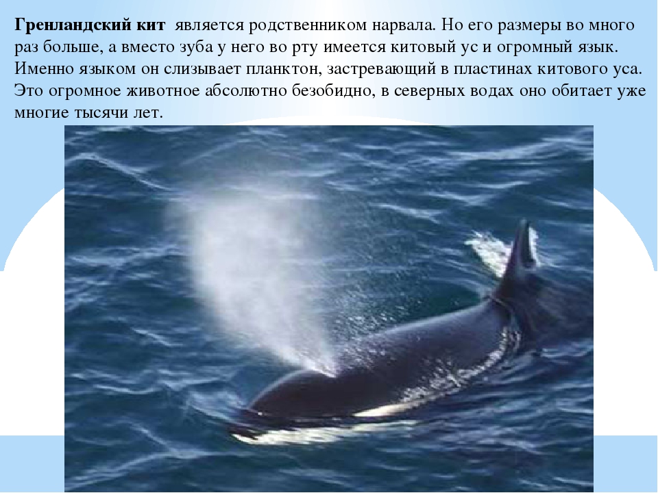 Где живет кит русский язык 1 класс. Гренландский кит и Полярный кит. Гренландский кит красная книга. Гренландский кит информация. Гренландский кит ареал обитания.