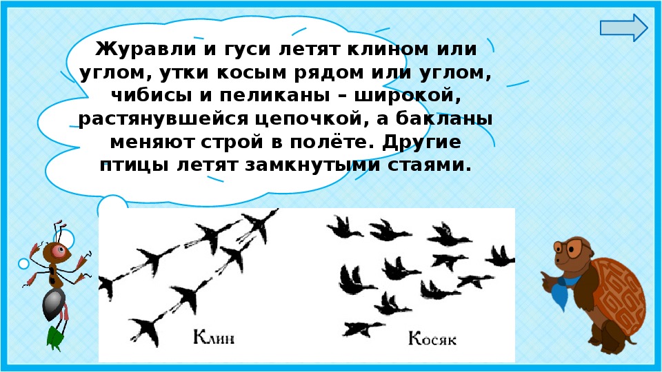 Куда улетают. Куда улетают птицы на зиму. Куда улетают птицы зимой. Куда птицы улетают на Юг. Куда улетают гуси.