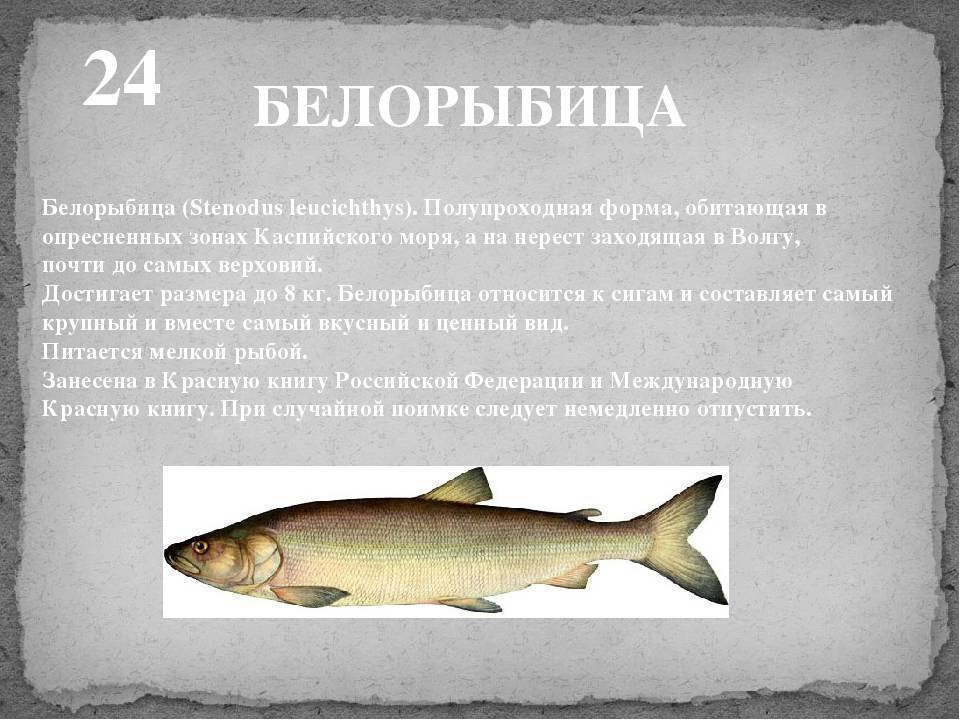 Сопа (белоглазка): описание рыбы, места обитания, нерест, образ жизни и способы ловли