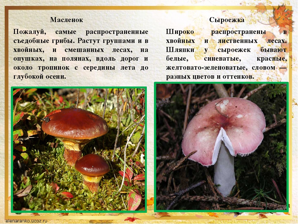 Съедобные грибы в смоленской области фото и описание