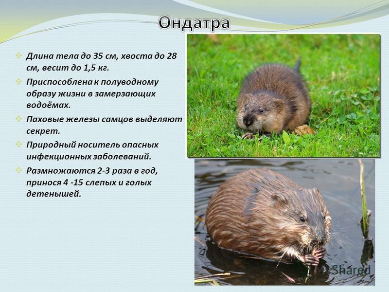 Животные из красной книги псковской области фото и описание
