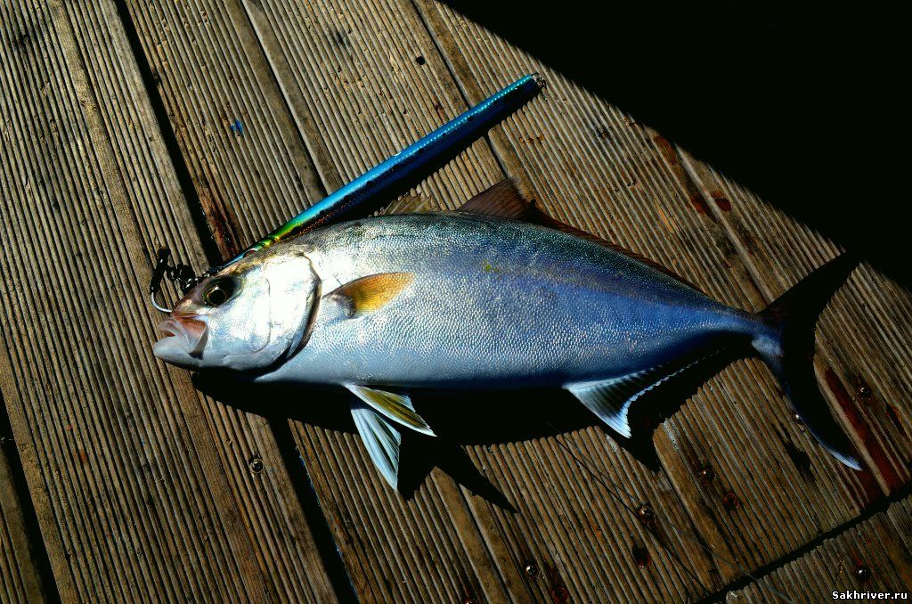 Рыба желтохвост — описание, рецепты приготовления, полезные свойства