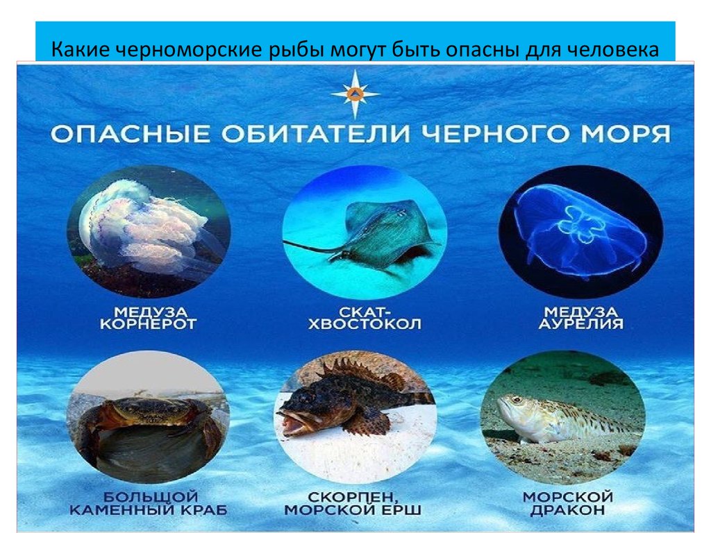 Самые опасные животные, которые водятся в черном море | brave defender