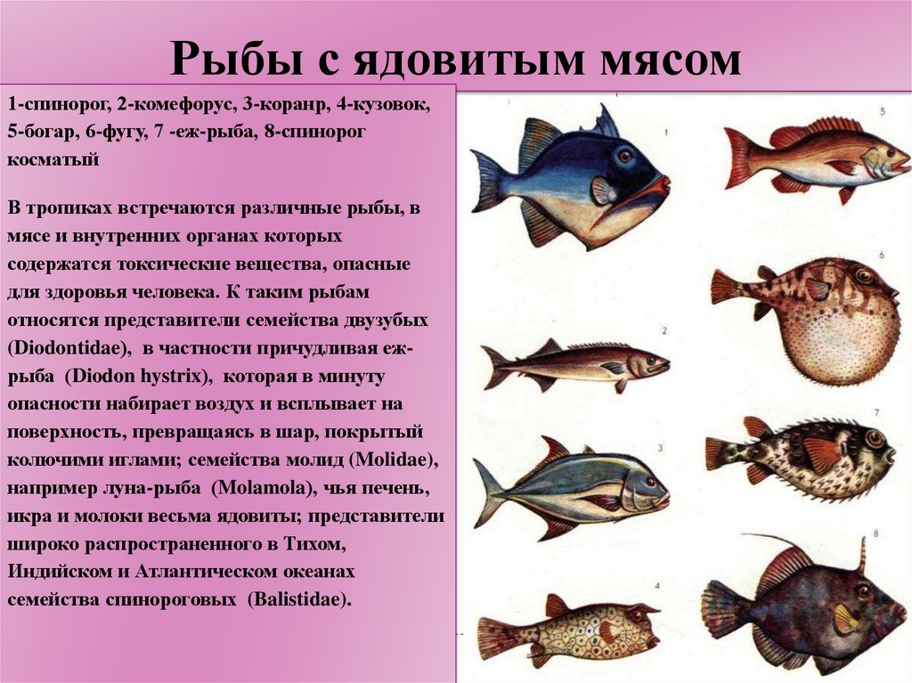 Рыбы черного моря. названия, описания и особенности рыб черного моря | животный мир