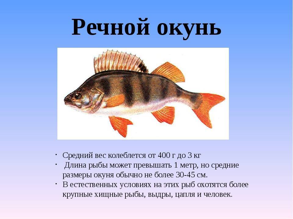 Скорпенообразные рыбы (scorpaeniformes)