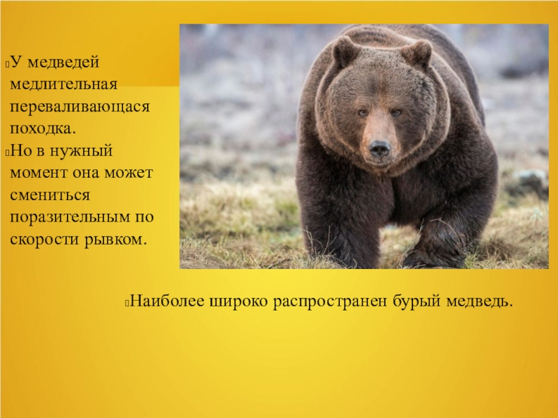 Бурый медведь приспособления. Приспособления бурого медведя. Приспособление медведя к среде обитания. Медведь приспособление к среде. Приспособленность бурого медведя.