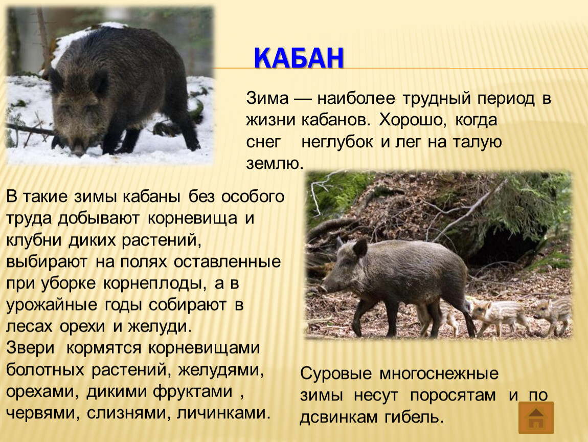 Сообщение на тему дикое животное. Кабан описание. Информация о кабане. Кабан кратко. Кабан презентация.