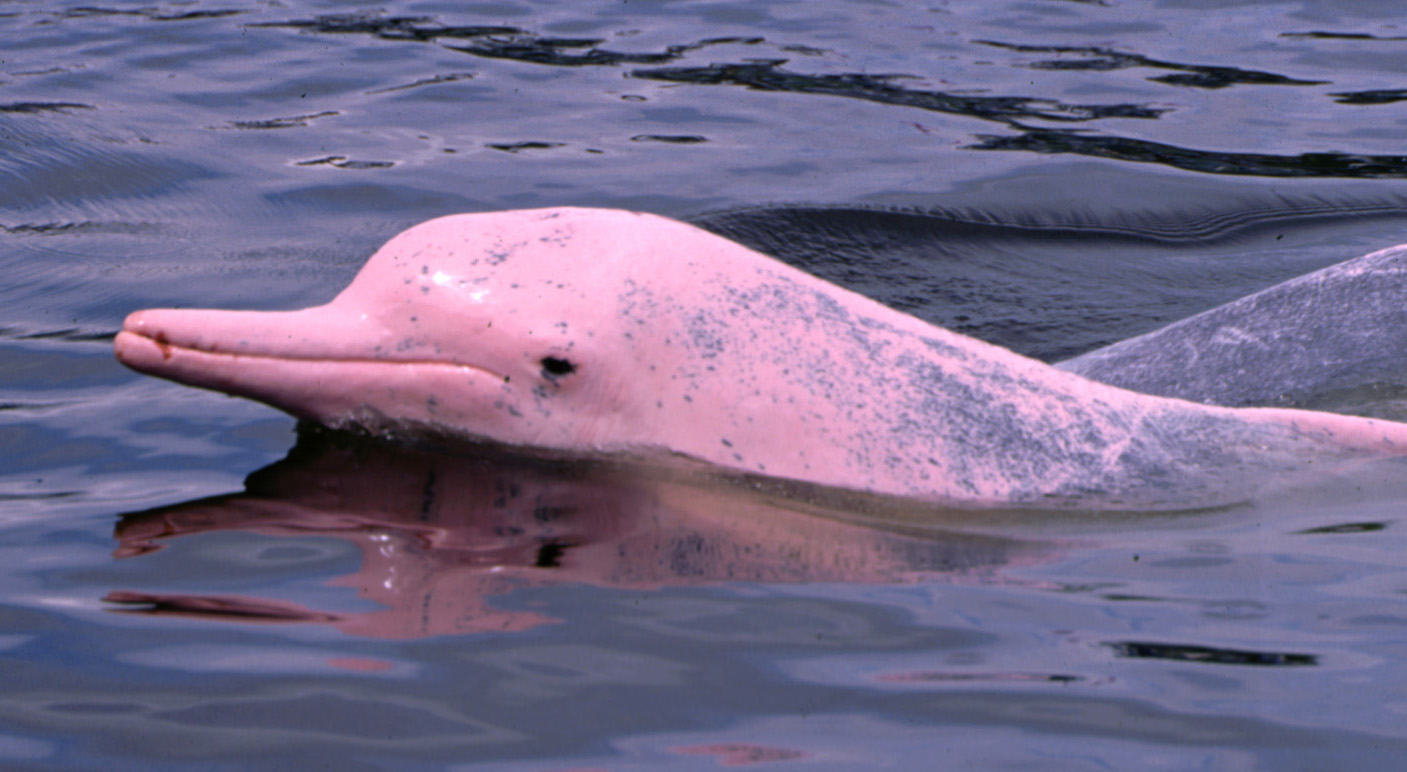 Розовый Речной Дельфин