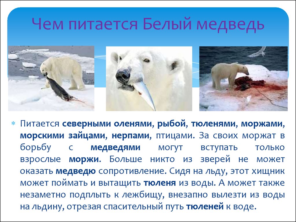 Сибирский бурый медведь, описание могучего животного