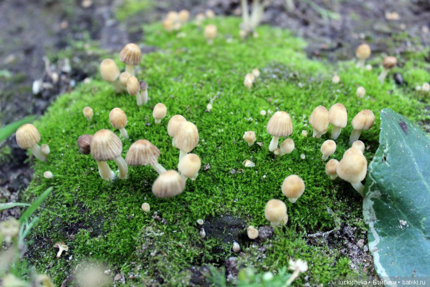 Как правильно искать и собирать грибы в лесу - 7 народных примет - четыре вкуса - 11 октября - 43884979604 - медиаплатформа миртесен