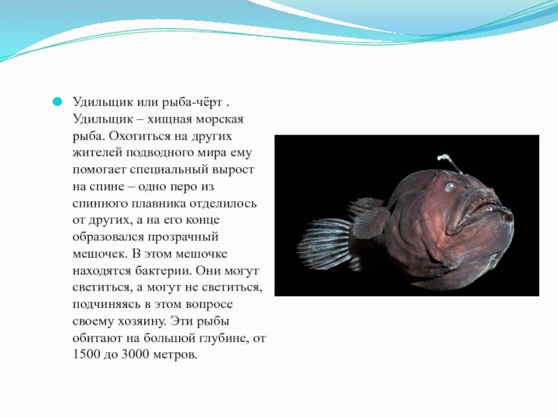 Рыба с фонариком на голове
