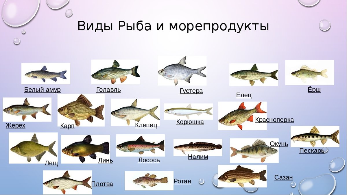 Промысловая рыба. названия, описания и виды промысловой рыбы | животный мир