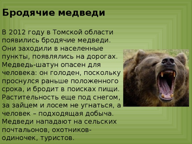 Какая скорость бега у медведя. Медведь опасен для человека. Медведь шатун. Опасное животное бурый медведь.